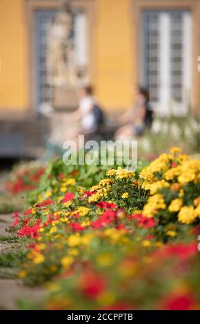 12. August 2020, Niedersachsen, Osnabrück: Blumen wachsen im Schlossgarten Osnabrück. Foto: Friso Gentsch/dpa Stockfoto