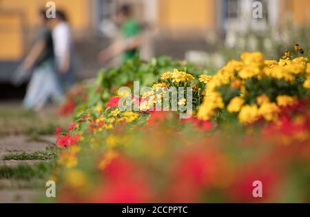 12. August 2020, Niedersachsen, Osnabrück: Blumen wachsen im Schlossgarten Osnabrück. Foto: Friso Gentsch/dpa Stockfoto