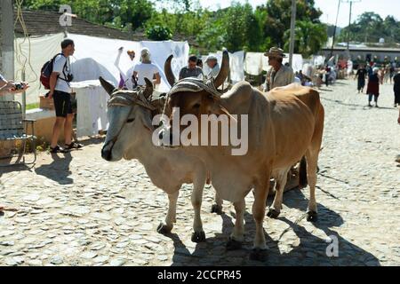 Manaca Iznaga, Kuba - 4. Februar 2015: Kühe traditionelle Haustiere Stockfoto