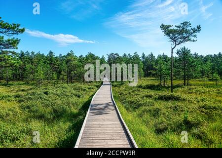 Studienpfad Viru Moor im Lahemaa Nationalpark, estland Stockfoto