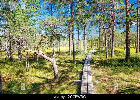 Studienpfad Viru Moor im Lahemaa Nationalpark, estland Stockfoto