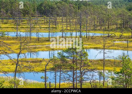 Studienpfad Viru Moor im Lahemaa Nationalpark, estland Stockfoto