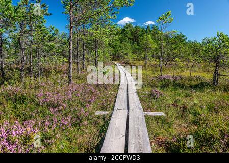 Studienpfad Viru Moor im Lahemaa Nationalpark, estland Stockfoto