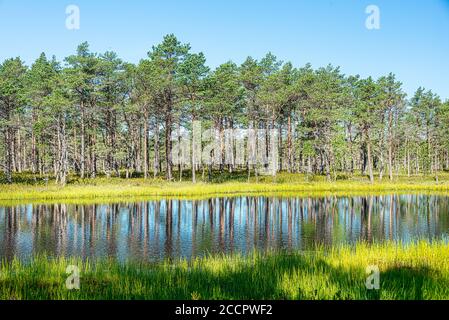 Studienpfad Viru Moor im Lahemaa Nationalpark, estland Stockfoto