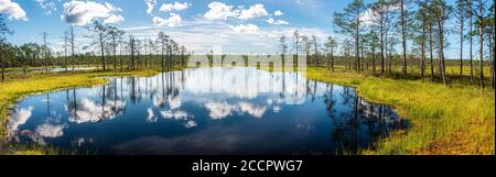 Studienpfad Viru Moor im Lahemaa Nationalpark, estland Stockfoto