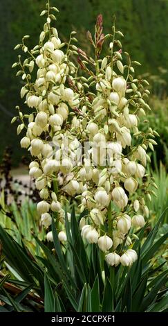 Nahaufnahme der Blumen von Yucca Gloriosa. Stockfoto