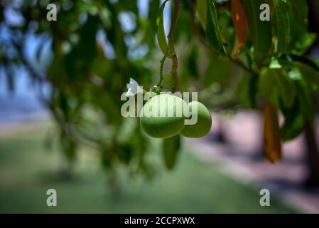 Grüne tropische Mango-Früchte hängen vom Baum. Anacardiaceae Mangifera Stockfoto