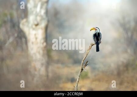 Zwei südliche Gelbschnabelvögel, die auf Ästen in der afrikanischen Landschaft sitzen Stockfoto