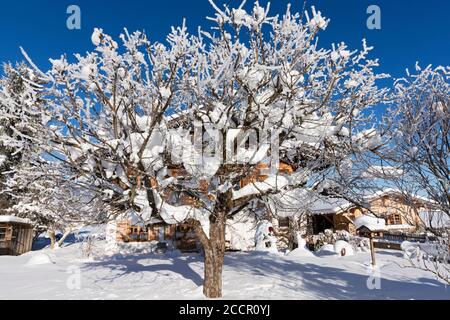 Verschneiter Baum, Oberstdorf, Allgäuer Alpen Stockfoto