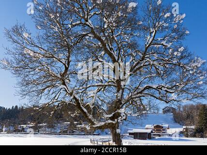 Verschneiter Baum, Weg, Oberstdorf, Allgäuer Alpen Stockfoto