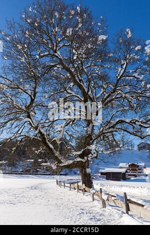 Verschneiter Baum, Weg, Oberstdorf, Allgäuer Alpen Stockfoto