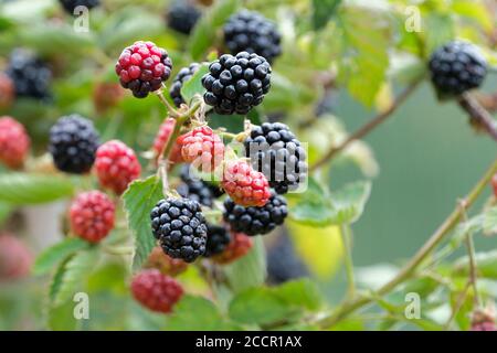 Dornlose Brombeere Navaho. Rubus fruticosus 'Navaho'. Reife Früchte wachsen auf einem Busch Stockfoto