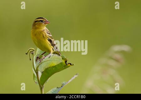 Eine weibliche Bobolink, Dolichonyx oryzivorus, auf dem Blatt thront Stockfoto