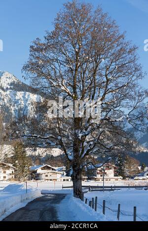 Verschneiter Baum, Weg, Berge, Oberstdorf, Allgäuer Alpen Stockfoto