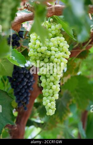 Lady Downe's Sämling Trauben wachsen auf der Rebe. Vitis vinifera Lady Downe's Sämling Stockfoto