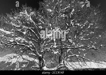 Verschneiter Baum, Oberstdorf, Allgäuer Alpen Stockfoto