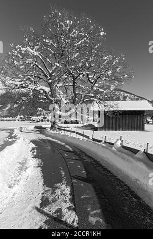 Verschneiter Baum, Weg, Berge, Oberstdorf, Allgäuer Alpen Stockfoto