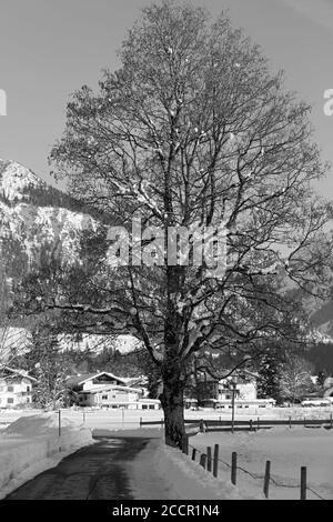 Verschneiter Baum, Weg, Berge, Oberstdorf, Allgäuer Alpen Stockfoto