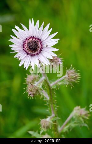 Einzelne weiße Blume der südafrikanischen Distel, Berkheya purpurea 'Zulu Warrior', lila berkheya 'Zulu Warrior' Stockfoto