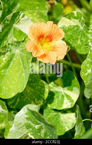 Tropeolum majus 'Alaska Salmon Orange', Kapuzinerkresse 'Alaska Salmon Orange'. Orangefarbene Blume, marmortes Laub Stockfoto