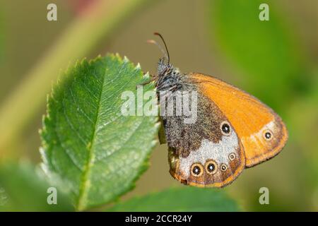 Perly Heide Schmetterling - Coenonympha arcania, schöne farbige Schmetterling aus europäischen Wiesen und Wiesen, Havraniky, Tschechische Republik. Stockfoto