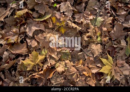 Die Blätter fielen von den Bäumen auf den Boden im tiefen Herbst und dem Beginn des echten Winters. Die Blätter bereichern den Boden mit ihrer Fäule für eine neue Stockfoto