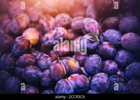 Viele reife purpurrote Pflaumenfrüchte liegen auf dem Lebensmittelmarkt, beleuchtet vom Sonnenlicht. Reiche Ernte von süßen und sauren Pflaumen. Stockfoto