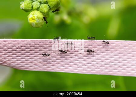 Große schwarze Ameisen am Seil in der Nähe von Ridge Kürbis Blume Stockfoto