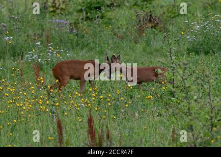 Europäisches Reh (Capreolus capreolus) Doe zeigt Zuneigung zu ihrem Rehkitz unter wilden Blumen. Sommer Stockfoto