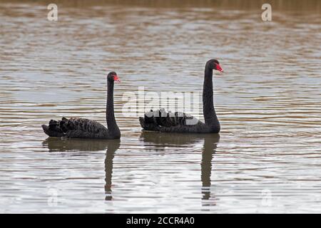 Paar Schwarze Schwäne-Cygnus atratus. Stockfoto