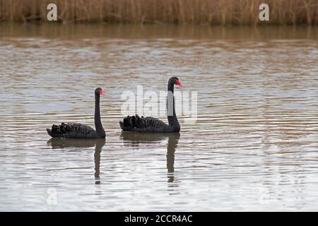 Paar Schwarze Schwäne-Cygnus atratus. Stockfoto
