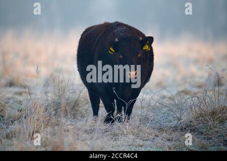 Eine Kuh-Bos taurus, steht im Feld an einem frostigen Wintermorgen bei Sonnenaufgang. West Sussex, England. Vereinigtes Königreich Stockfoto