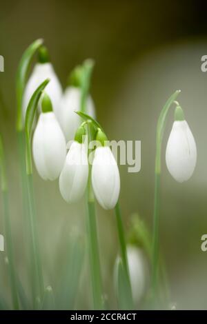 Eine Nahaufnahme von Schneeglöckchen (Galanthus nivalis) in Blüte in einem englischen Wald im Winter. Stockfoto