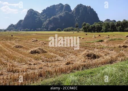 Burmesische ländliche Landschaft: Reisfelder, Kühe, Wald und Karstkalkberge neben einer Straße. Sommerzeit. Hpa An, Myanmar, Burma, Asien Stockfoto