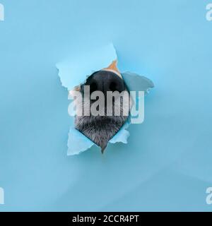 Neugierig nassen schwarzen Hund Nase stecken in ein Loch in Ein zerrissenes und zerknittertes blaues Papierposter Stockfoto
