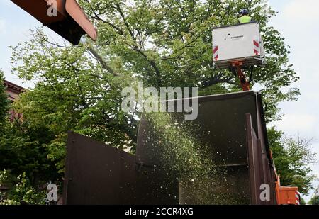 Berlin, Deutschland. August 2020. Die Bäume entlang der Hauptstraße unter den Linden werden mit einer Maschine beschnitten und zerkleinert. Quelle: Annette Riedl/dpa/Alamy Live News Stockfoto