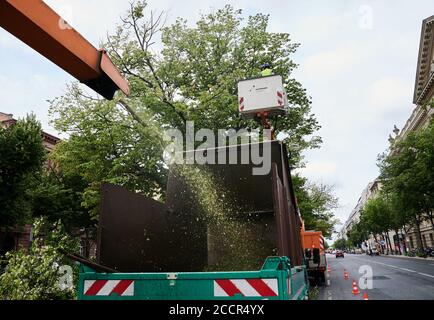 Berlin, Deutschland. August 2020. Die Bäume entlang der Hauptstraße unter den Linden werden mit einer Maschine beschnitten und zerkleinert. Quelle: Annette Riedl/dpa/Alamy Live News Stockfoto