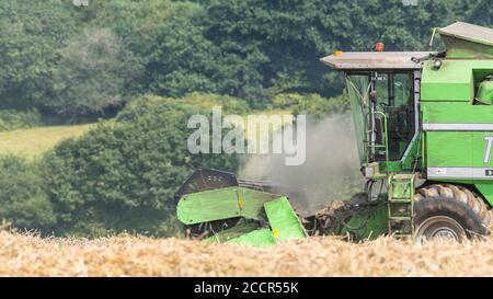 DEUTZ-Fahr 4065 Mähdrescher Schneiden 2020 UK Weizenernte an heißen Sommertagen & Füllung Luft mit Staub. Zinkenrolle und Fahrerkabine sichtbar. Britischer Weizen. Stockfoto