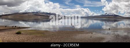 Chungará See ist einer der am höchsten gelegenen Seen in Chile und umgeben von beeindruckenden Vulkanen Stockfoto