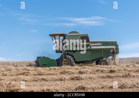 John Deere Mähdrescher Schneiden Weizenernte in der Sommersonne. Vorderer Erntevorsatz, Zinkenrolle, Seitenrohr und Strohschüttler sichtbar. Für 2020 UK Weizenernte. Stockfoto