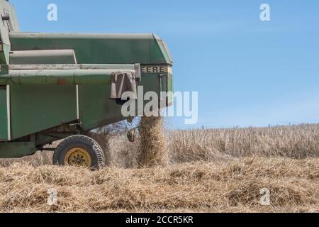 Back End von John Deere Mähdrescher Schneiden Weizenernte. Korntank, Seitenrohr und Strohschüttler sichtbar. Für 2020 UK Weizenernte. Stockfoto