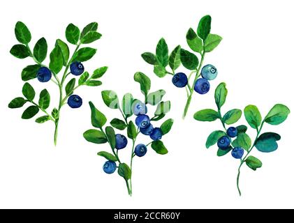Blaubeerzweigen Aquarell Illustration, isoliert auf weißem Hintergrund. Anstrich von Heidelbeerzweigen mit Blättern und Beeren. Set von Heidelbeerbüschen Stockfoto
