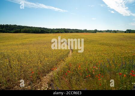 Landweg durch sereal Felder mit Mohnblumen, Litauen Stockfoto