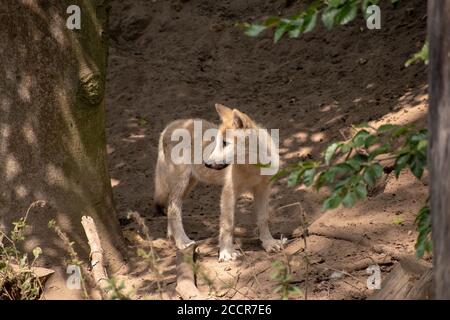 Nahaufnahme eines tschechoslowakischen Wolfdogs im Zoo Osnabrück Stockfoto