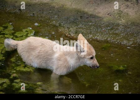 Nahaufnahme eines tschechoslowakischen Wolfdogs im Zoo Osnabrück Stockfoto