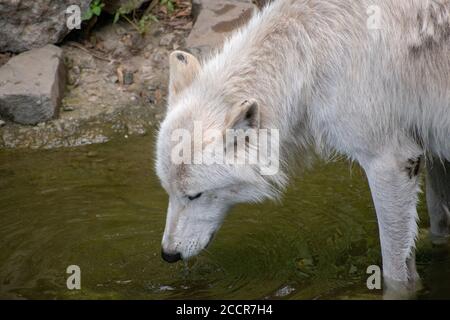 Nahaufnahme eines tschechoslowakischen Wolfdogs im Zoo Osnabrück Stockfoto