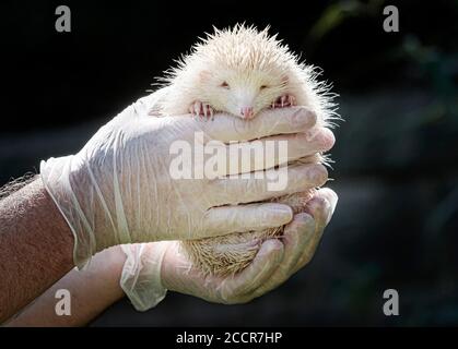 Jack Frost, ein extrem seltener Albino-Igel, der von Prickly Pigs Igel Rescue in Otley, West Yorkshire, gerettet wurde. Stockfoto