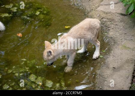 Nahaufnahme eines tschechoslowakischen Wolfdogs im Zoo Osnabrück Stockfoto