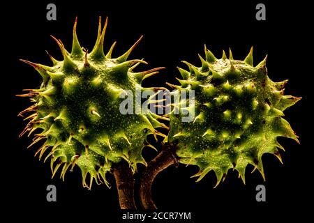 Samenkästen von Aesculus hippocastanum, einem großen Laub-, synoecious Baum, allgemein bekannt als Pferd-Kastanie oder Konkerbaum. Stockfoto