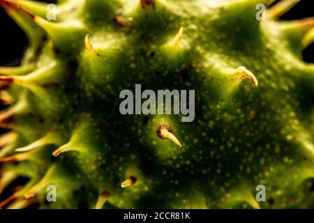 Samenkästen von Aesculus hippocastanum, einem großen Laub-, synoecious Baum, allgemein bekannt als Pferd-Kastanie oder Konkerbaum. Stockfoto